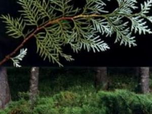 �����°���