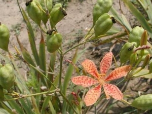 ��ݸ��Ĺ�Ч�����ü�����