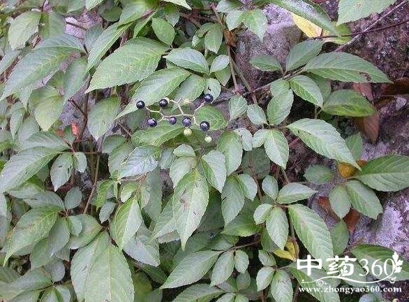 五爪龙的功效与作用 五爪龙的用法用量和使用禁忌 - 中药360