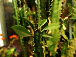 �����յĹ�Ч�����ü�����