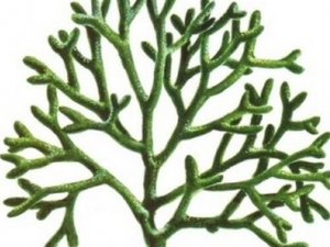 С����Ĺ�Ч������