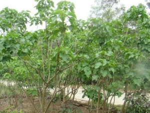 ������Ĺ�Ч������ ������ĸ���