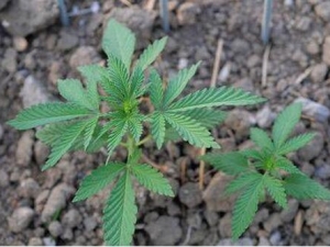 ��ʈ�Ĺ�Ч������ ���ֹʹ