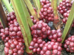 ��ޢ�ݹ����ӵ���� ��ޢ�ݹ����ӵĹ�Ч