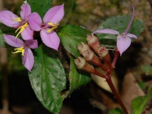 ����䶷��