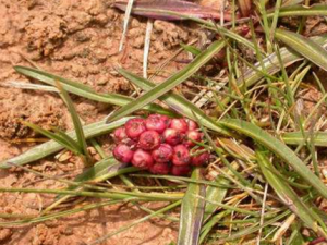 �����ö���