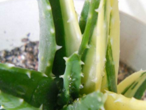 ����«�������� ����«����Ĺ�Ч