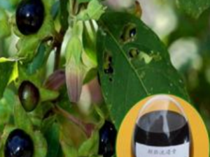 �������������� ����������Ĺ�Ч