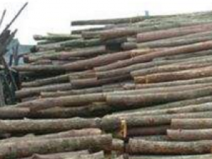 �ߵ�ľ��ɢ����� �ߵ�ľ��ɢ�Ĺ�Ч