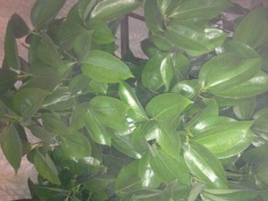 ������Ĺ�Ч������ ������ĸ���