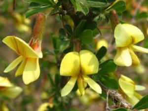 ��Ҷ������