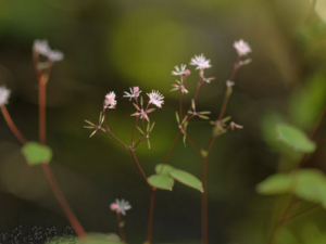 ��Ҷ���ɲ�