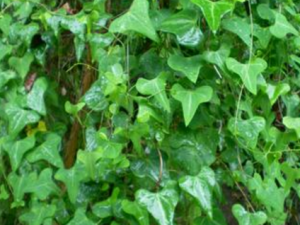 ��Ҷ����