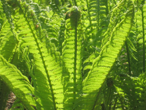 ������ާ