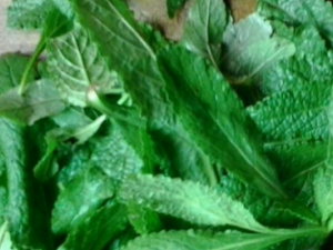 ��Ҷ����Ҷ