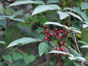 ��ĸ����