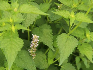 ��Ѫ��������� ��Ѫ�������Ч ��Ѫ�������������