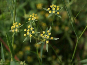 �ú�С��� Զ���ഺ��