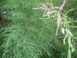 ��Ŀ�Ĺ�Ч������