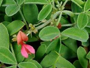 ��Ҷľ���Ĺ�Ч���� ��Ҷľ���ĸ���