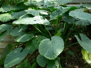 ����Ĺ�Ч�����ü�����