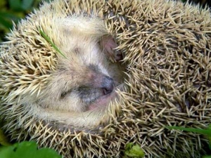 ���Ƥ�Ĺ�Ч�����ü�����