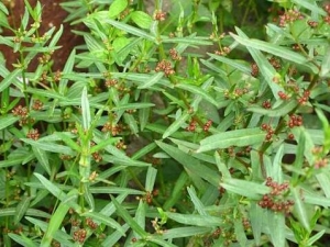 ����Ĺ�Ч������ ��������