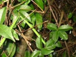 ������Ҷ