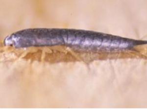 �������� ����Ĺ�Ч