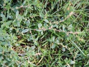 С�q��Ĺ�Ч������