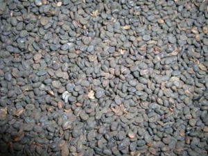 ����֬������ ����֬����Ч ����֬����������