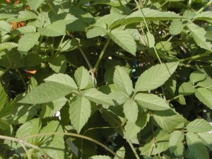 һ����Ĺ�Ч������ һ����ĸ���