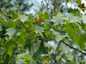 ɽܽ�صĹ�Ч������ ɽܽ�صĸ���