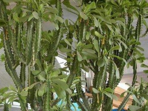 �����޵Ĺ�Ч������ �����޸�������