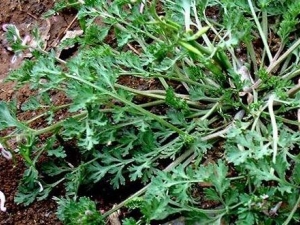 ��ض��Ĺ�Ч�����ü�����