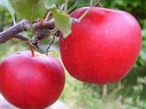 ƻ����Ӫ����ֵ�� ��ƻ���ĺô�