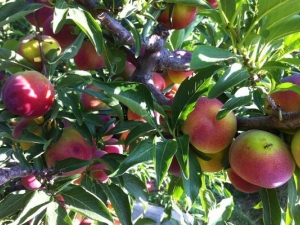 �ļ�������ˮ�������Լ����� ��ʲôˮ���ܼ���