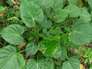 �ٺ���Ĺ�Ч������