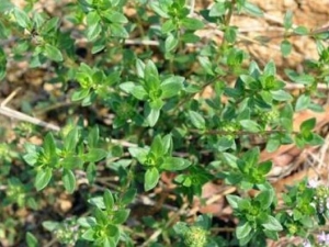 �ؽ��Ĺ�Ч�����ü�����