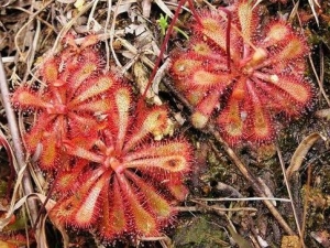 é��˵Ĺ�Ч�����ü�����