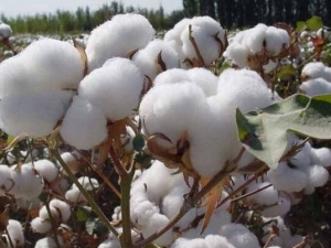 �޻��ӵĹ�Ч������ �޻��ӵĸ���