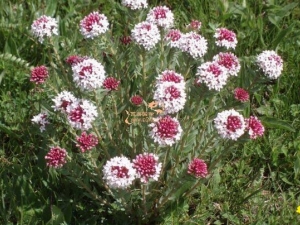 �Ƕ���μ��� �Ƕ����ʹ��