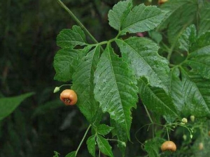 �޹��׵Ĺ�Ч�����ü�����