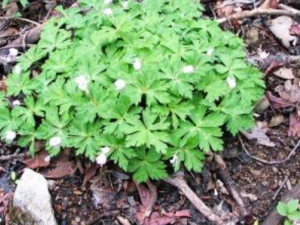 ���ƽ��ǲ�