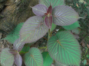 ��ü��������