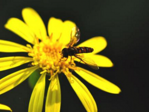 ��ͷ����