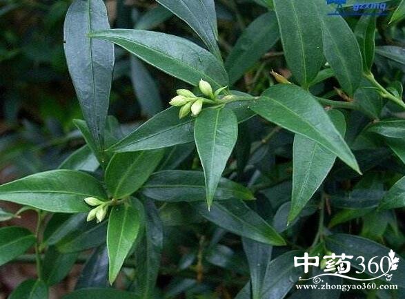 矮陀陀的功效与作用