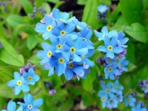 �����ҵĹ�Ч������ �����ҵ�ʳ�÷���