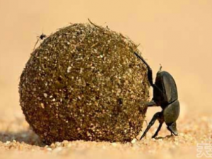 ����ķ��Ҳ����ҩ ��Щ����������ҩ��֪����