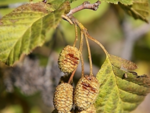 ������ľ